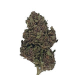 Black Sugar Rose CBD - Indoor - Vignette | DYNAMITE CBD