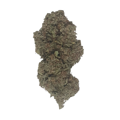Critical+2.0 CBD - Indoor-Hydro